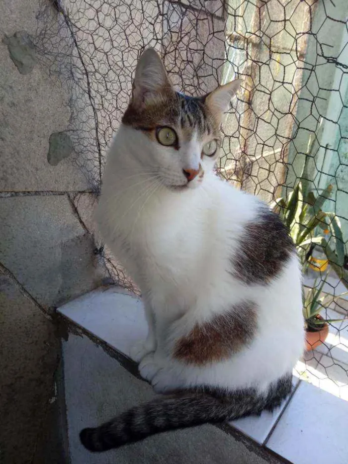 Gato raça Srd idade 3 anos nome Branquinho