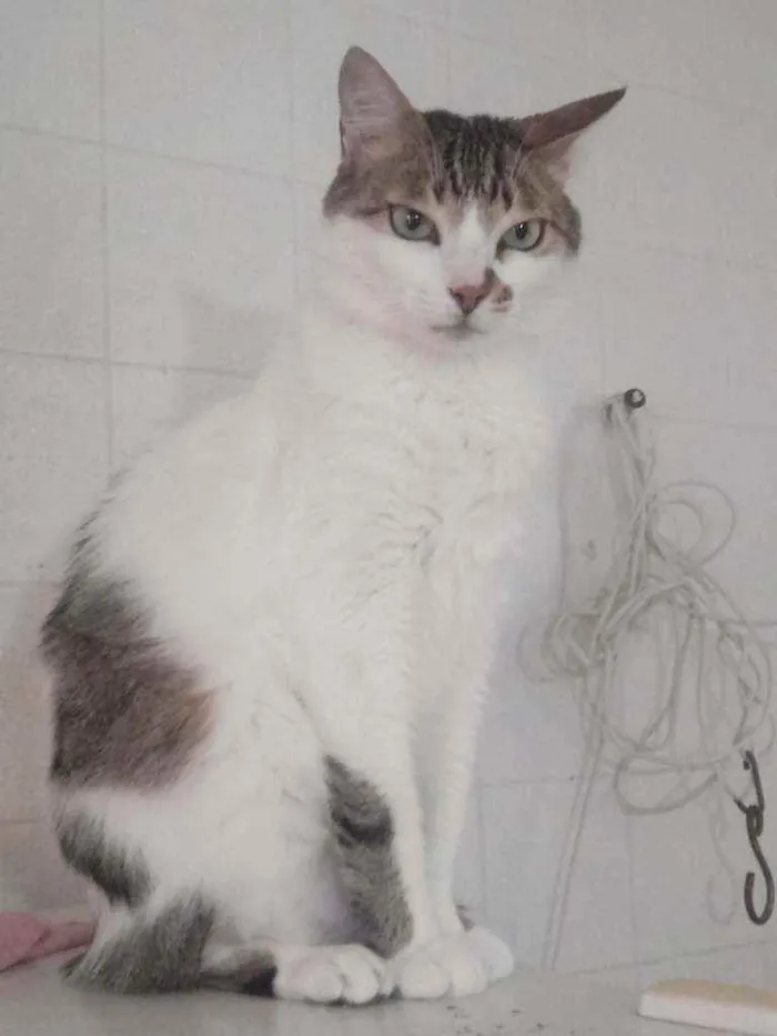 Gato raça Srd idade 3 anos nome Branquinho