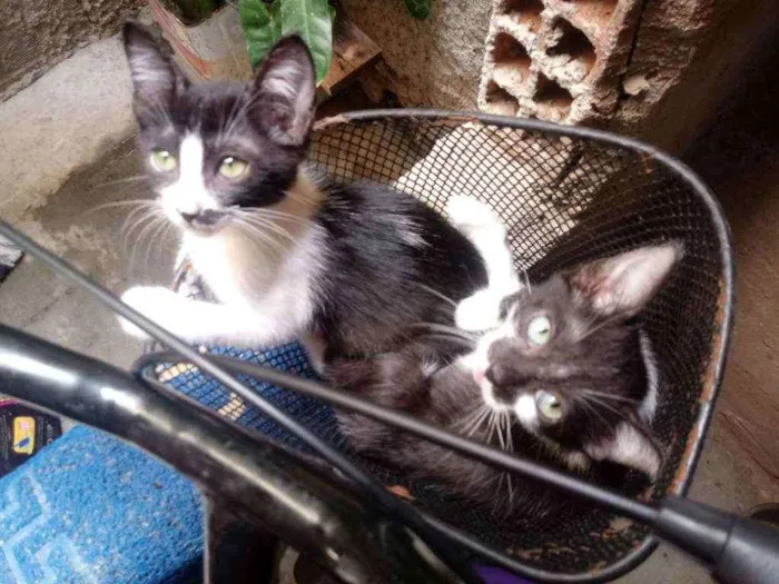 Gato raça Srd idade 2 a 6 meses nome Frajolinhas