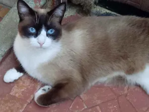 Gato raça Srd idade 1 ano nome Bolacha