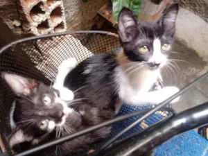 Gato raça Srd idade 2 a 6 meses nome Frajolinhas