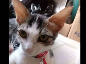 Gato raça Srd idade 2 a 6 meses nome Tifani