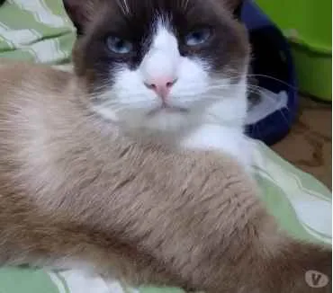 Gato raça Srd idade 1 ano nome Bolacha