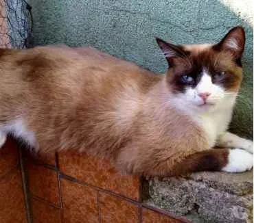 Gato raça Srd idade 1 ano nome Bolacha