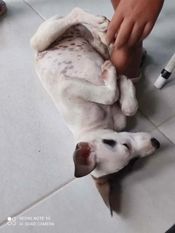 Cachorro raça Vira lata  idade 2 a 6 meses nome Rute Cleide 