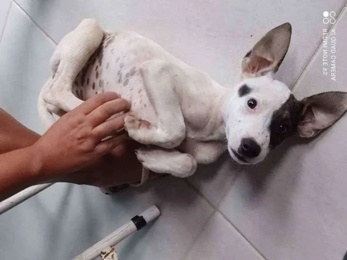 Cachorro raça Vira lata  idade 2 a 6 meses nome Rute Cleide 