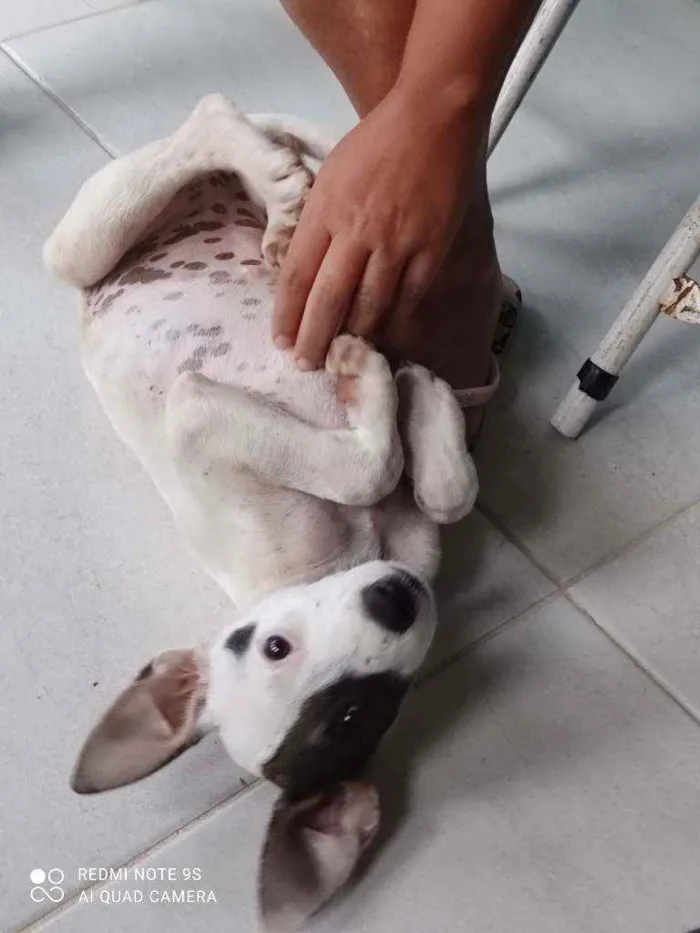 Cachorro raça Vira lata  idade 2 a 6 meses nome Rute Cleide 