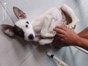 Cachorro raça Vira lata  idade 2 a 6 meses nome Rute Cleide 
