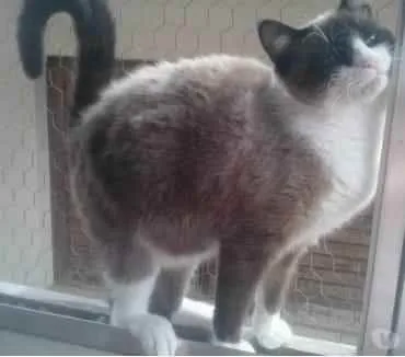 Gato raça Srd idade 1 ano nome Bolacha