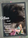 Nina