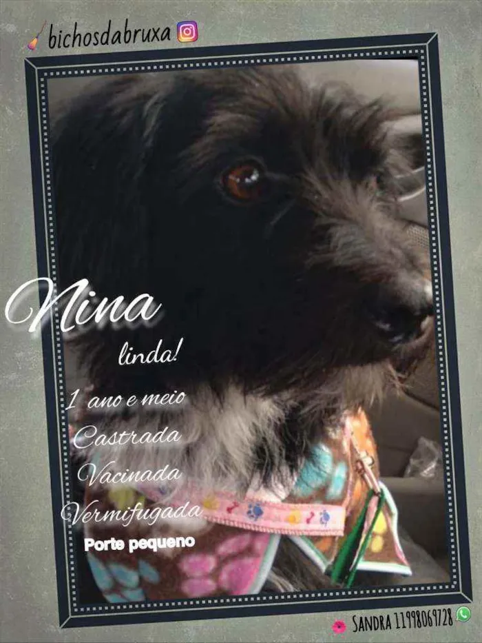 Cachorro ra a SRD idade 2 anos nome Nina