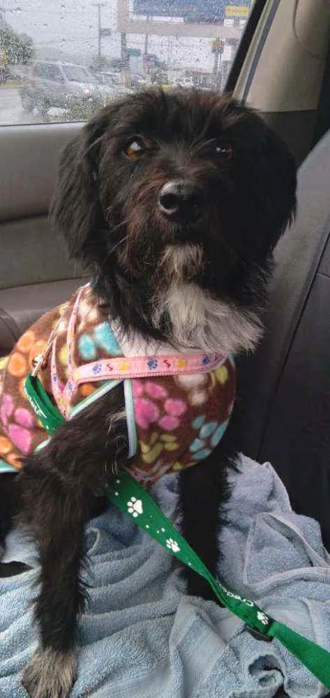 Cachorro ra a SRD idade 2 anos nome Nina