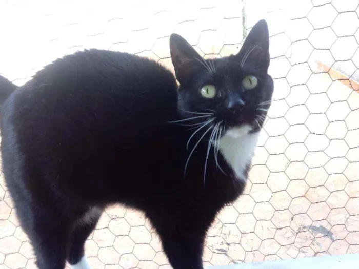 Gato raça Srd idade 4 anos nome Ariane