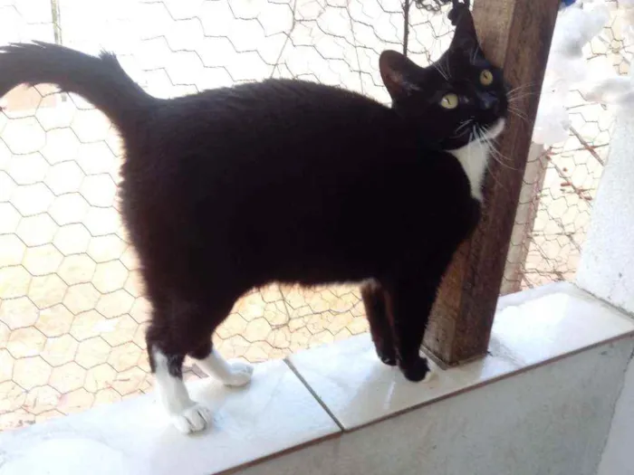 Gato raça Srd idade 4 anos nome Ariane