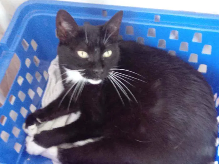 Gato raça Srd idade 4 anos nome Ariane