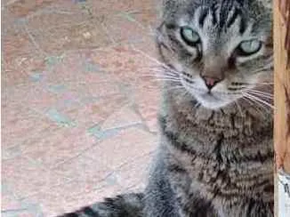 Gato raça Srd idade 4 anos nome Raja