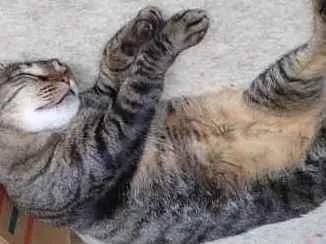 Gato raça Srd idade 4 anos nome Raja