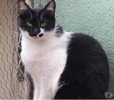 Gato raça Srd idade 2 anos nome Sarinha