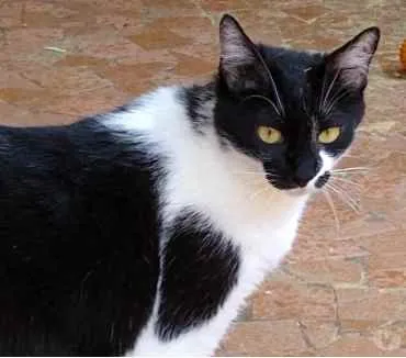 Gato raça Srd idade 2 anos nome Sarinha