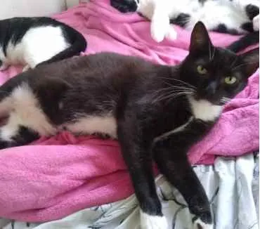 Gato raça Srd idade 2 anos nome Gigi