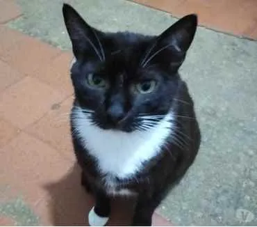 Gato raça Srd idade 2 anos nome Gigi