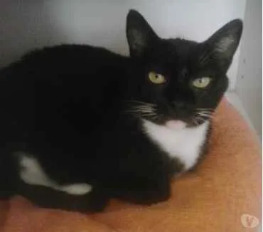 Gato raça Srd idade 2 anos nome Gigi