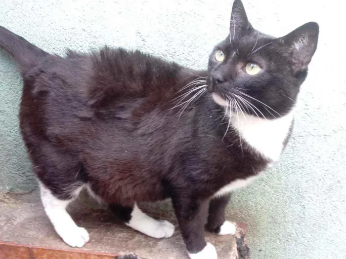 Gato raça Srd idade 2 anos nome Gigi