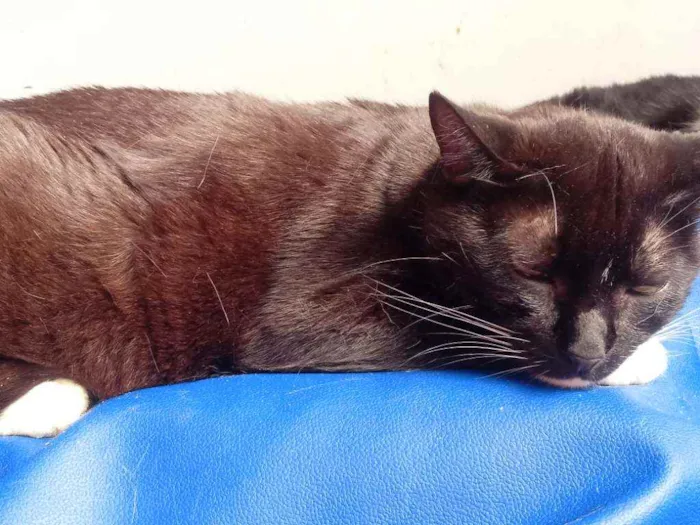 Gato raça Srd idade 2 anos nome Gigi