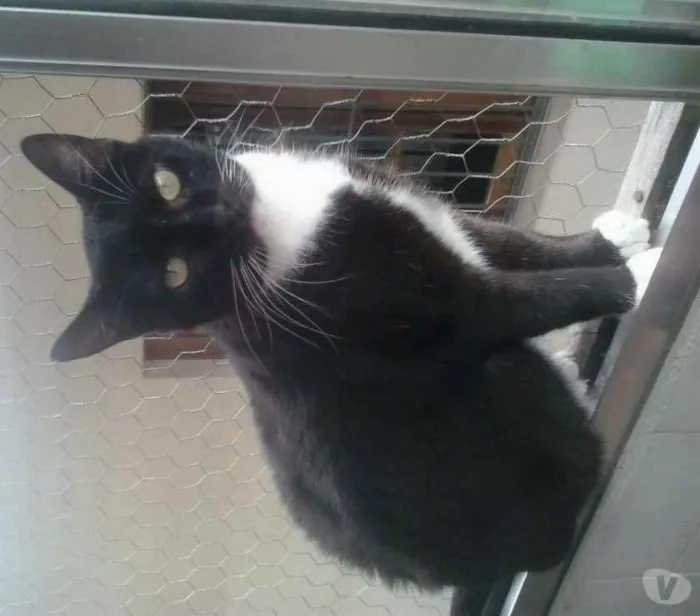 Gato raça Srd idade 2 anos nome Gigi