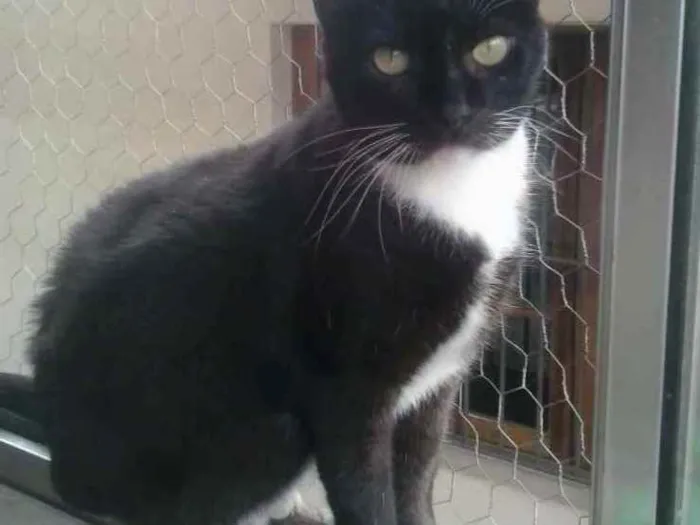 Gato raça Srd idade 2 anos nome Gigi