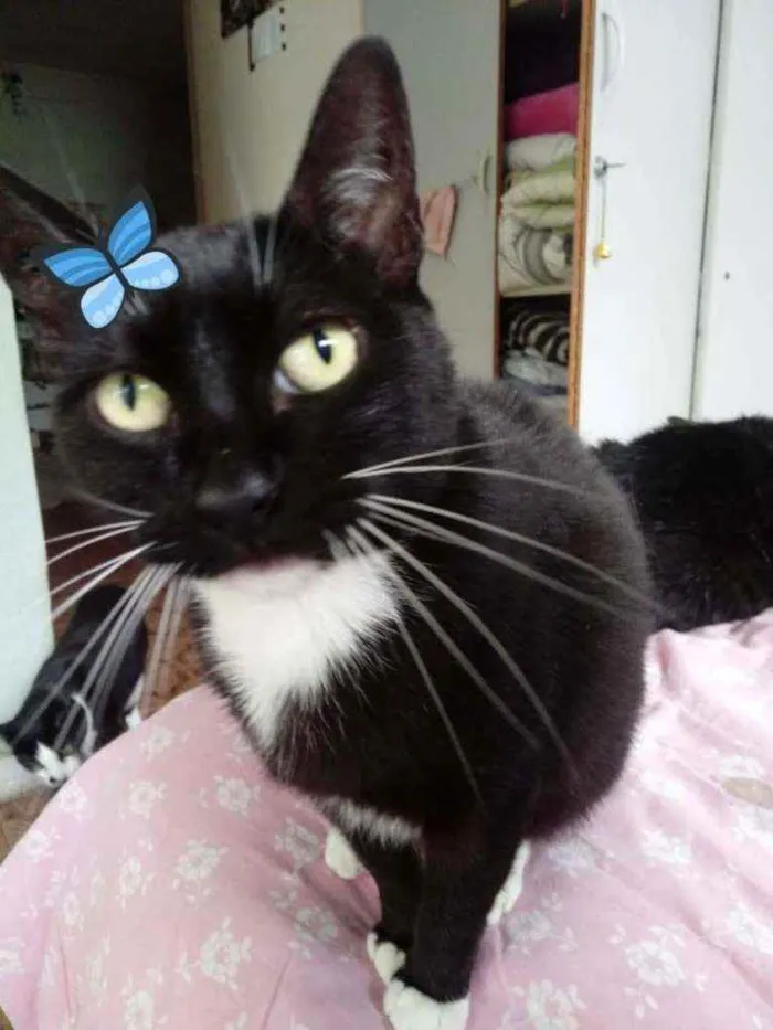 Gato raça Srd idade 2 anos nome Gigi