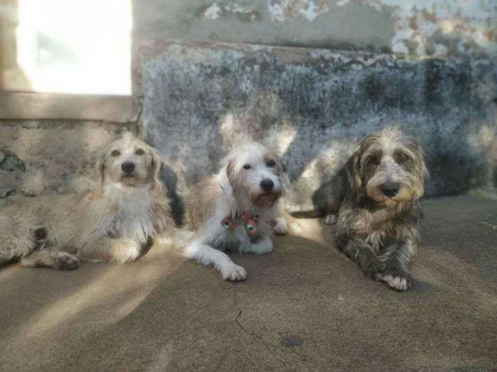 Cachorro ra a Sem raça idade 2 anos nome Black, Brown e Nina