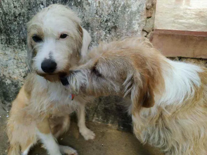 Cachorro ra a Sem raça idade 2 anos nome Black, Brown e Nina