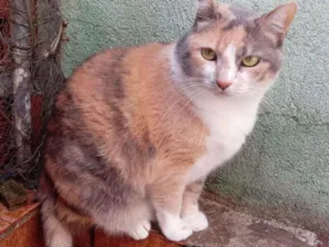 Gato raça Srd idade 2 anos nome Fumaça