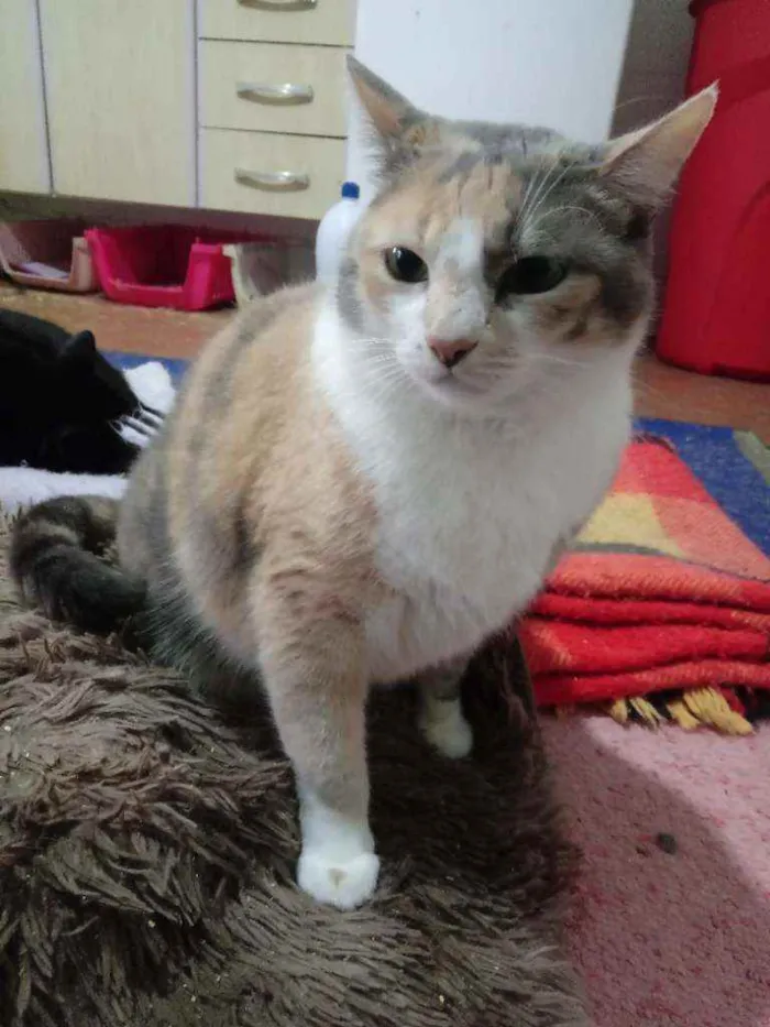 Gato raça Srd idade 2 anos nome Fumaça