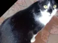 Gato raça Srd idade 1 ano nome Linguiça
