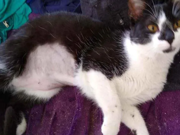 Gato raça Srd idade 1 ano nome Linguiça