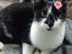 Gato raça Srd idade 1 ano nome Linguiça