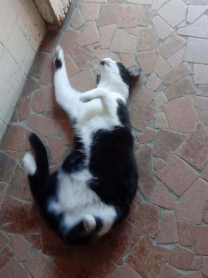 Gato raça Srd idade 1 ano nome Linguiça