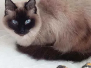Gato raça Srd idade 3 anos nome Gatinha