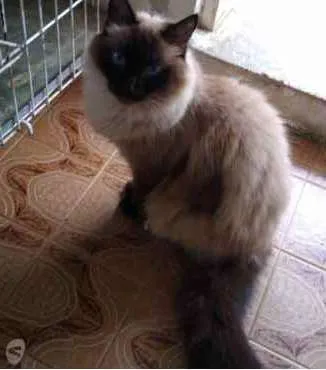 Gato raça Srd idade 3 anos nome Gatinha