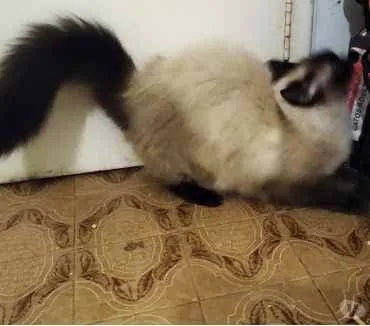 Gato raça Srd idade 3 anos nome Gatinha