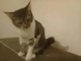 Johnny