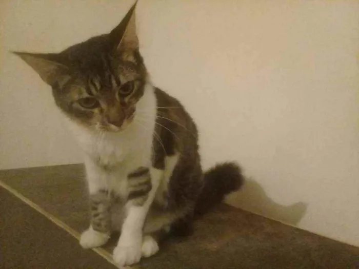Gato ra a Srd idade 7 a 11 meses nome Johnny