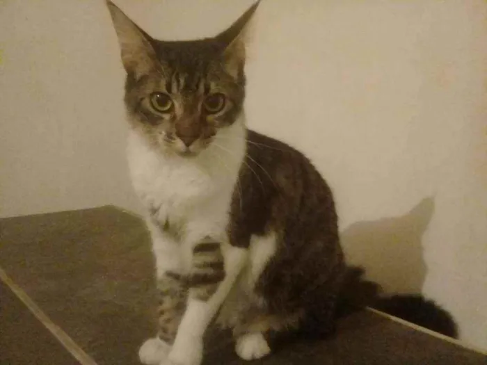 Gato ra a Srd idade 7 a 11 meses nome Johnny