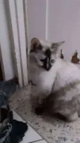 Mitsa