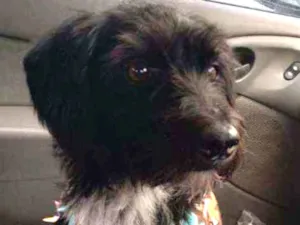 Cachorro raça SRD idade 2 anos nome Nina