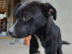 Cachorro raça Srd idade Abaixo de 2 meses nome Filhote e Onix