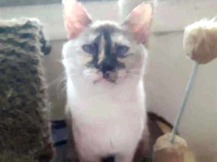 Gato ra a Srd  idade 2 anos nome Mitsa