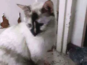Gato raça Srd  idade 2 anos nome Mitsa
